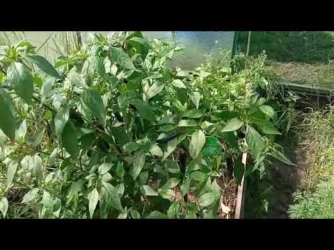 Видео: Формирование перцев. Topping peppers. Результаты. Часть 1