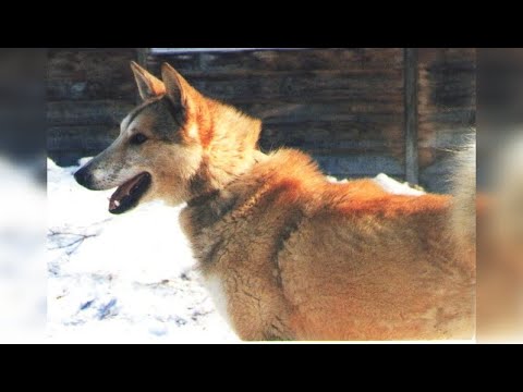 Видео: Как разводить ЗСЛ: главные требования к лайке