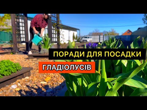 Видео: Правильна посадка гладіолусів. Всі нюанси і секрети