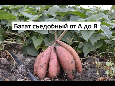 Видео: Батат съедобный от А до Я в природном земледелии.