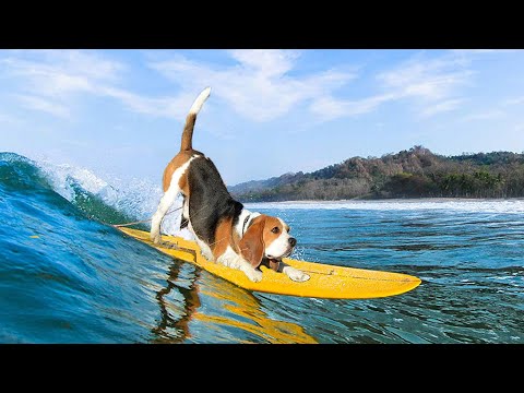 Видео: ШЕРЛОК БОИТСЯ ВОДЫ. НЕ ХОЧЕТ УЧИТЬСЯ ПЛАВАТЬ. БРОС ШОУ ПЕТ