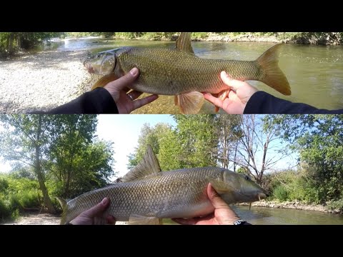 Видео: Усач(Barbe)на силиконовые приманки. рыбалка во Франции. sportex Carat GTS ULR. Teil 2