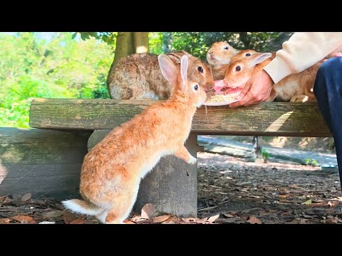 Видео: Слишком мило💕🐰 Кроличий остров в Японии 🐰 Сотни кроликов ждут тебя