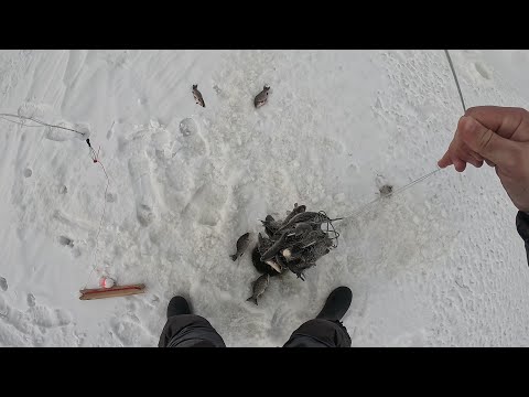 Видео: ЖЕСТЬ!!! ХАПУГИ ПОЛНЫЕ РЫБЫ,ТРЕЩАТ И НЕ ЛЕЗУТ В ЛУНКУ... СТОЛЬКО ЗА РАЗ Я ЕЩЁ НИКОГДА НЕ ДОСТАВАЛ!!!