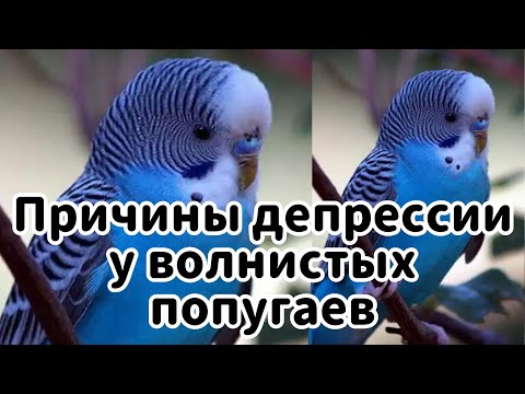 Видео: ПРИЧИНЫ ДЕПРЕССИИ У ВОЛНИСТЫХ ПОПУГАЕВ