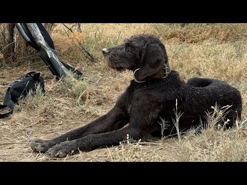 Видео: Қырғауылға аңшылық, Шардара Көк су ауылы