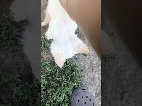 Видео: Кошачья семья 