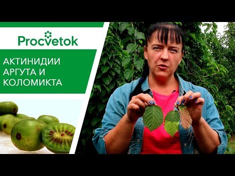 Видео: БЫСТРЫЙ рост, ВКУСНЫЕ плоды! Актинидия: Аргута и Коломикта - это надо знать каждому!