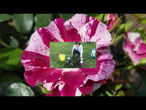 Видео: Пересадка роз осенью