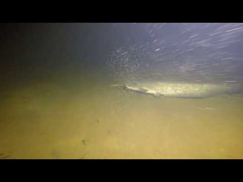 Видео: Воронежское водохранилище 11 декабря (Сомы)