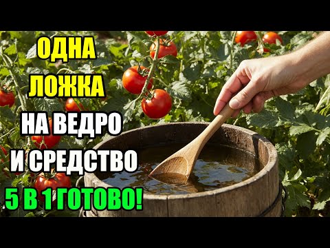 Видео: СЕКРЕТ БОЛЬШОГО УРОЖАЯ С ВЕСНЫ ДО ОСЕНИ – ВСЕГО 1 ЛОЖКА В ВЕДРО!