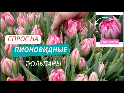 Видео: Какие пионовидные тюльпаны выбрали мы?