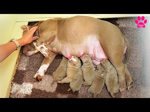 Видео: ЕЁ ЩЕНКОВ  увидят ВСЕ! Яна впервые увидела щенков от Милли!