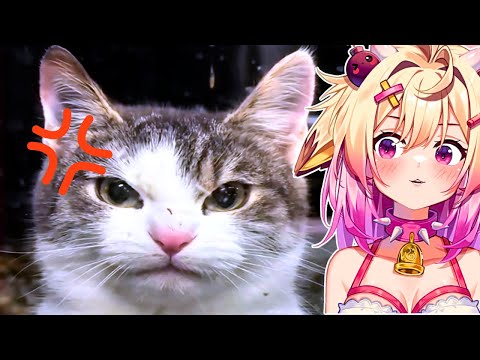 Видео: Они — МАЛЕНЬКИЕ ВОНЯЧЛИВЫЕ МОНСТРЫ | Rosiebellmoo реагирует на мемы про кошек!