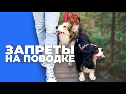 Видео: Собака на прогулке подбирает с пола 🎙️ реальные ошибки в запретах