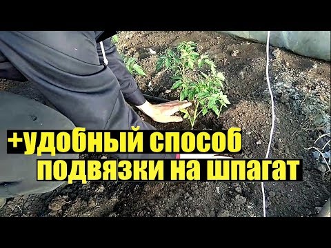 Видео: Высадка томатов в теплицы.