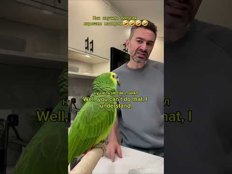 Видео: Как выдержать 99дней с попугаем🤣🤣🤣#shorts