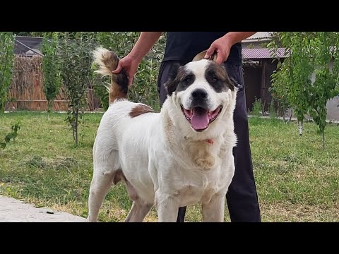 Видео: Пк Дербисек Даурен агамыз