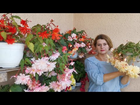 Видео: Бегония. Сорта с названиями