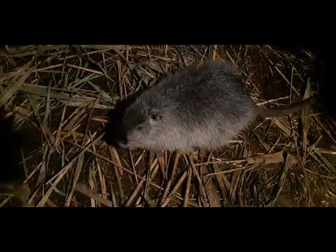 Видео: Стоит ли держать нутрию ?