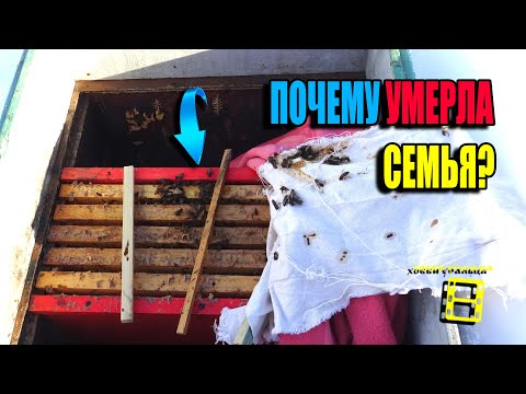 Видео: ПОЧЕМУ ЗИМОЙ ПОГИБАЮТ ПЧЕЛИНЫЕ СЕМЬИ? ДЛЯ НАЧИНАЮЩИХ ПЧЕЛОВОДОВ 24-02