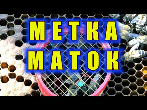 Видео: МЕТКА МАТОК