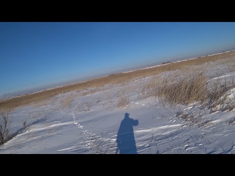 Видео: Охота на зайца 2025. Камышовый мажор.