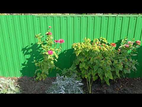 Видео: Справилась/Пора всё выдергивать/