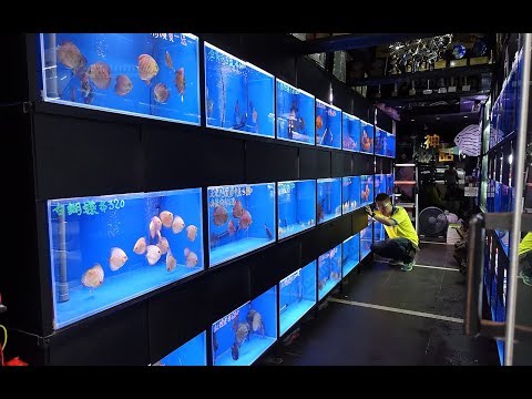 Видео: !!! Цены в Латвии на аквариумных рыбок !!!