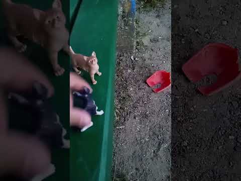 Видео: Кто ограбил банк? 🏦💰🪙💸🔎🔦💎💍