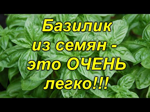 Видео: БАЗИЛИК-выращивание базилика рассадой!