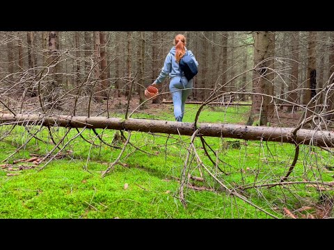 Видео: Збираю ЛИСИЧКИ та Велетенські гриби!