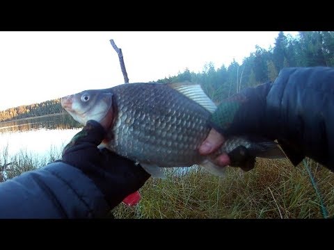 Видео: Ловля карася в сентябре на поплавочную удочку. Часть 2 (2 выезда)