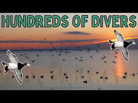 Видео: ЭПИЧЕСКАЯ ОХОТА НА УТОК С ВОДОЛАЗОМ В ЧЕСАПИКСКОМ ЗАЛИВЕ! | Maryland Duck Hunting 2023