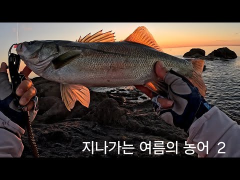 Видео: Сибас уходящего лета  ч.2 Морская рыбалка с берега в Южной Корее