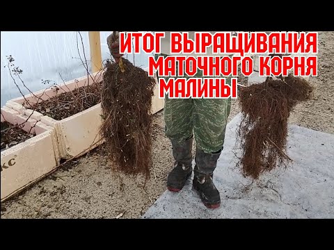 Видео: Итог выращивания маточного корня малины!