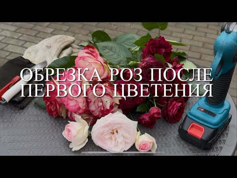 Видео: Розы. Обрезка роз после первого цветения. Как правильно обрезать клаймберы и флорибунды. 🌹🌹🌹