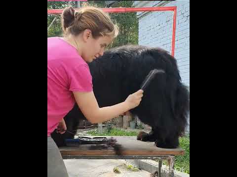 Видео: Домашняя стрижка ньюфаундленда