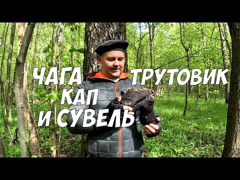 Видео: Чага берёзовая - как отличить от трутовика, сувеля и капа?