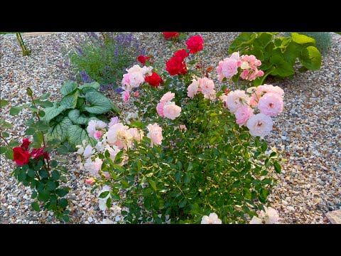 Видео: Розы / гвоздика / лаванда / котовник / бруннеры / ива Матсудана. Клумба под каменной отсыпкой.