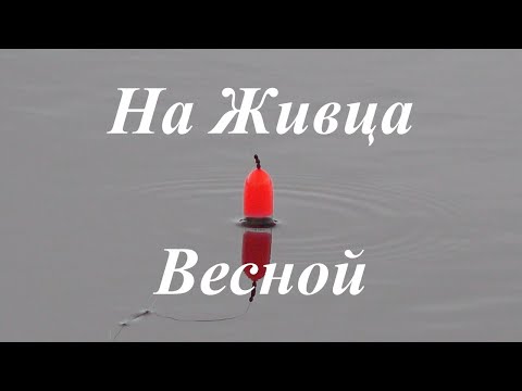 Видео: Ловля щуки на живца весной