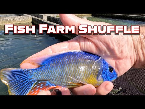 Видео: Выполняем заказы и перемещаем рыбу!