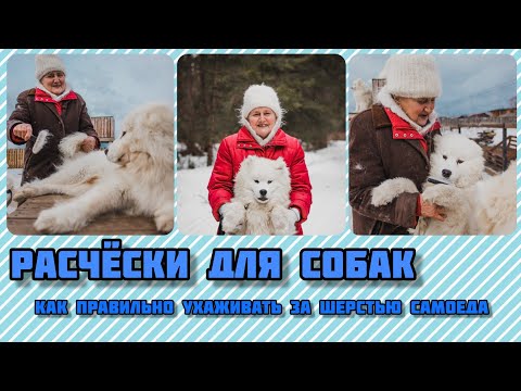 Видео: Расчёски для собак. Как ухаживать за шерстью самоеда.