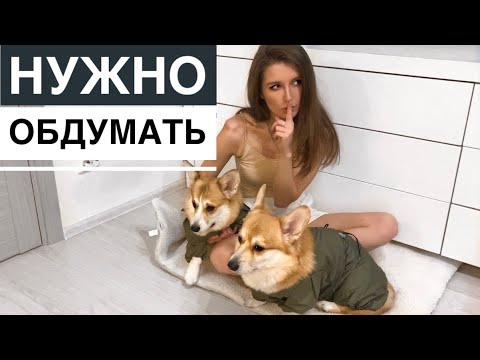 Видео: 5 ПРИЧИН НЕ ЗАВОДИТЬ КОРГИ!🚫 Минусы породы КОРГИ 🙌