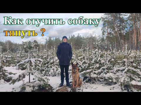 Видео: Как отучить собаку тянуть поводок | Что делать, если собака тянет? |