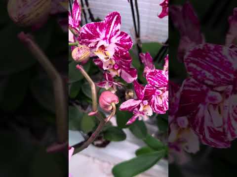 Видео: Обзор полок. Нужны коллекционные орхидеи или нет ?