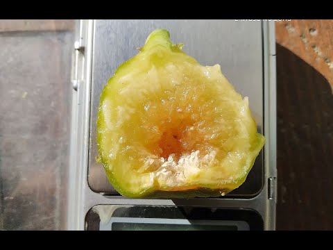 Видео: Инжир Чалт. 2-й урожай. Сезон 2020 (Chalt figs. 2nd harvest. Season 2020)