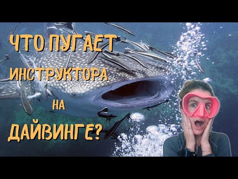 Видео: Мои самые страшные и самые лучшие дайвы за 10 лет работы инструктором по дайвингу