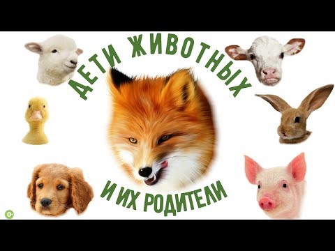Видео: Животные и их детеныши. Названия животных и их детенышей.
