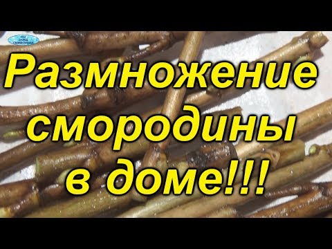 Видео: Смородина- размножение зимой. Два способа!